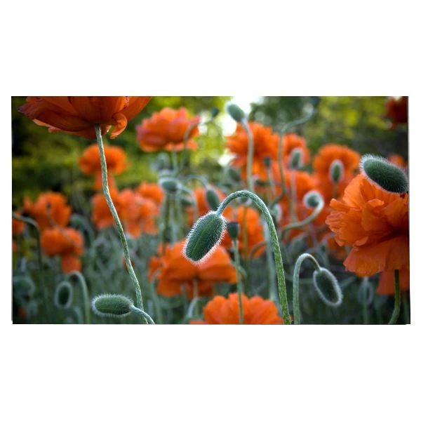 27. 0 inci lm270wr 8- ssc1 tft lcd paparan